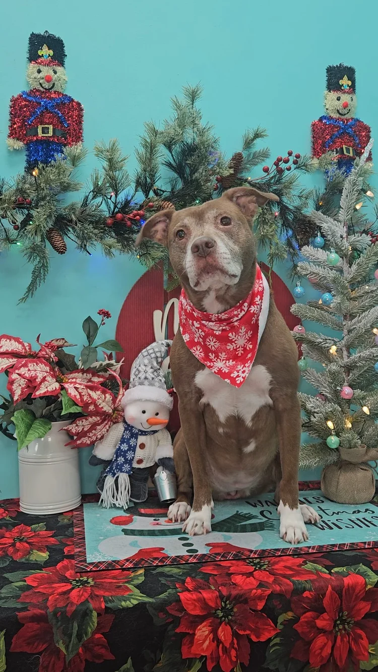 Groomed dog at Pacino's Pet Pantry & Spa