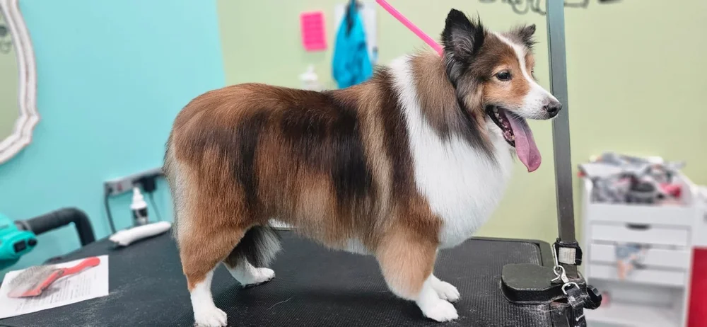 Groomed dog at Pacino's Pet Pantry & Spa