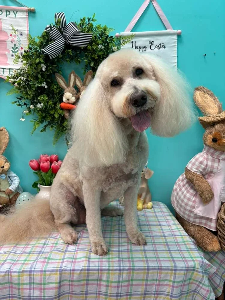 Groomed dog at Pacino's Pet Pantry & Spa