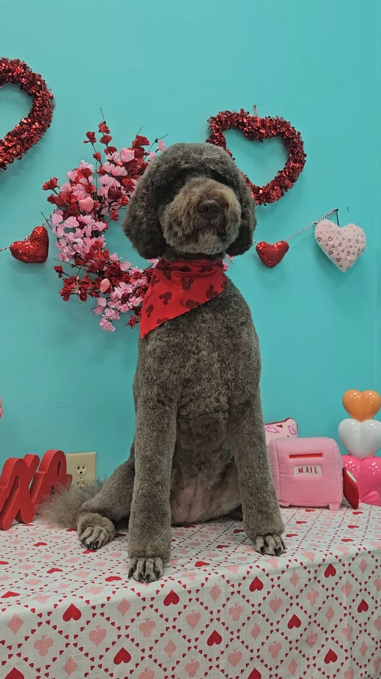 Groomed dog at Pacino's Pet Pantry & Spa