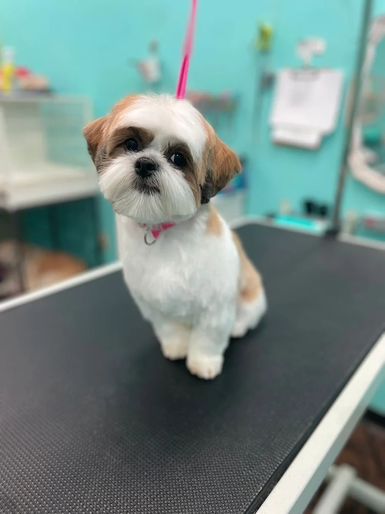 Groomed dog at Pacino's Pet Pantry & Spa