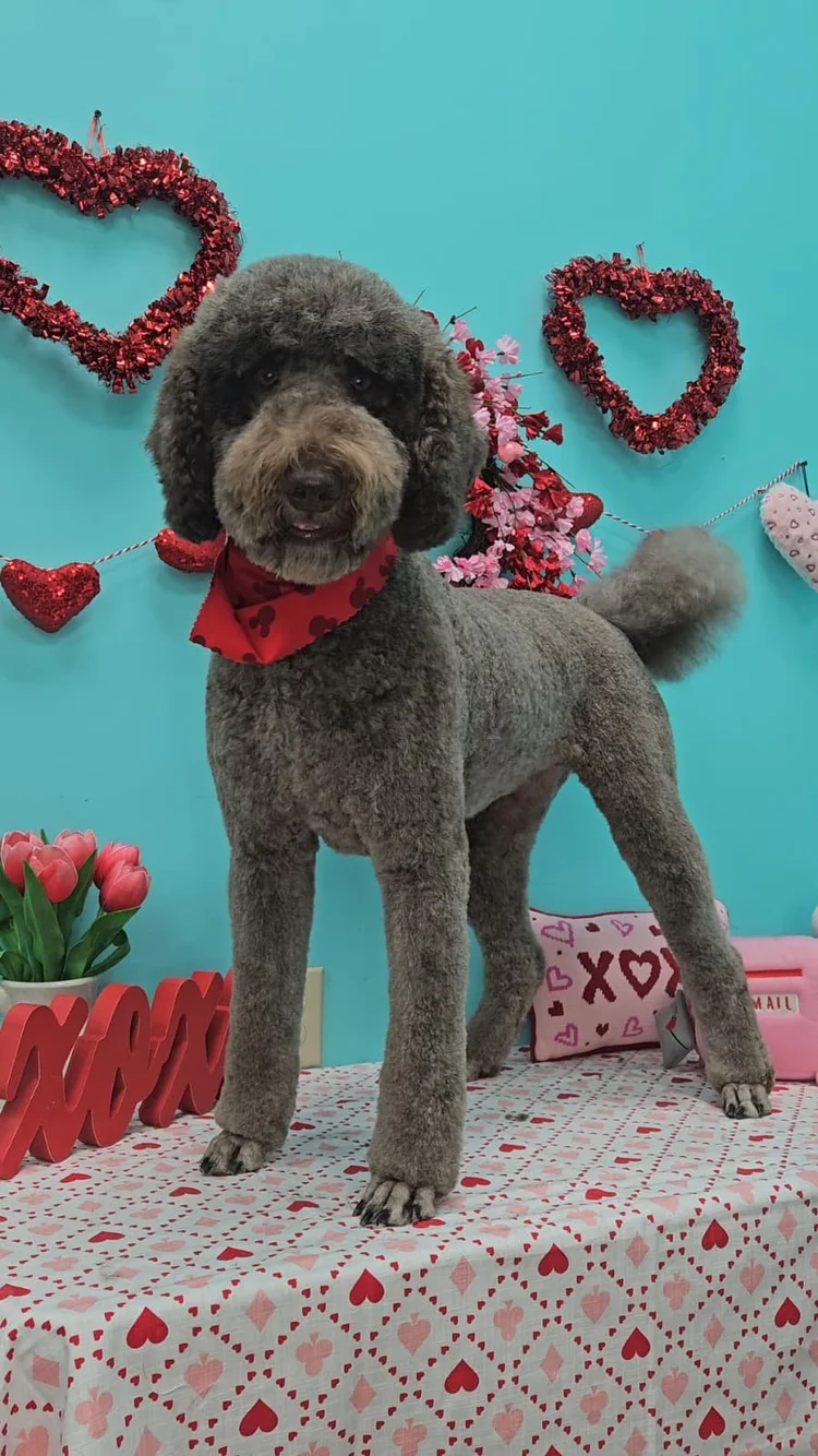 Groomed dog at Pacino's Pet Pantry & Spa