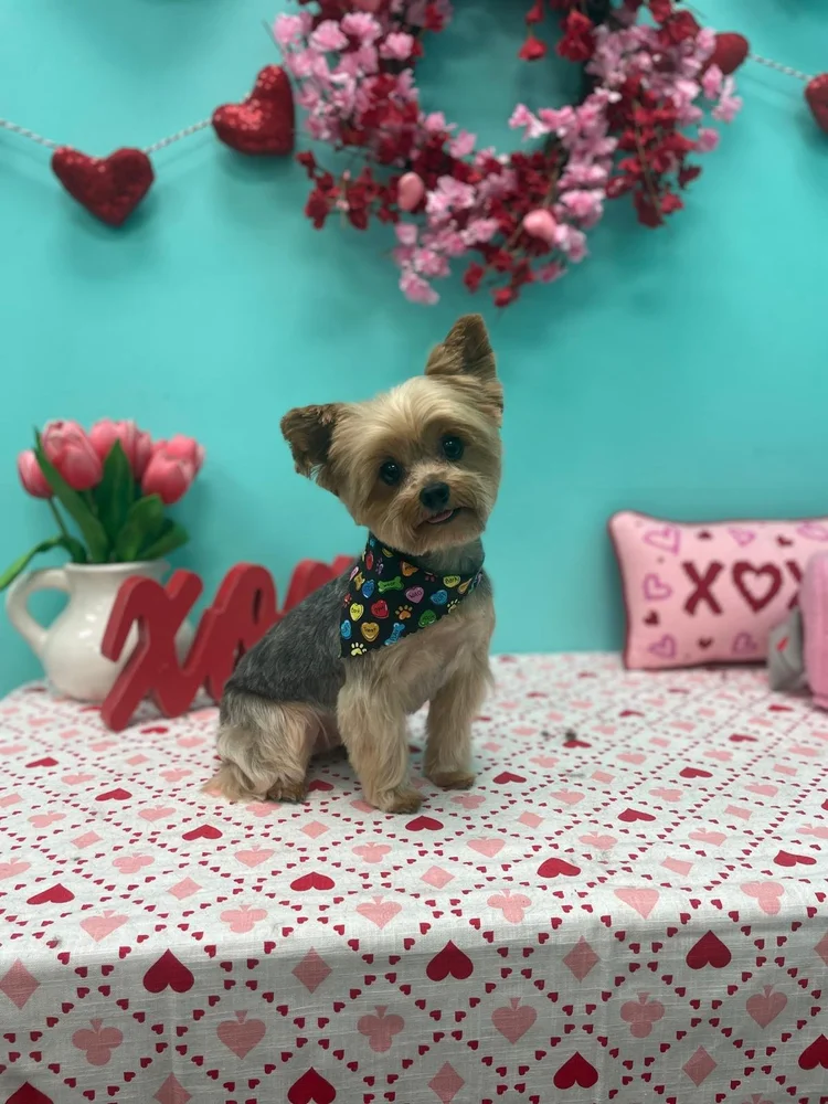 Groomed dog at Pacino's Pet Pantry & Spa