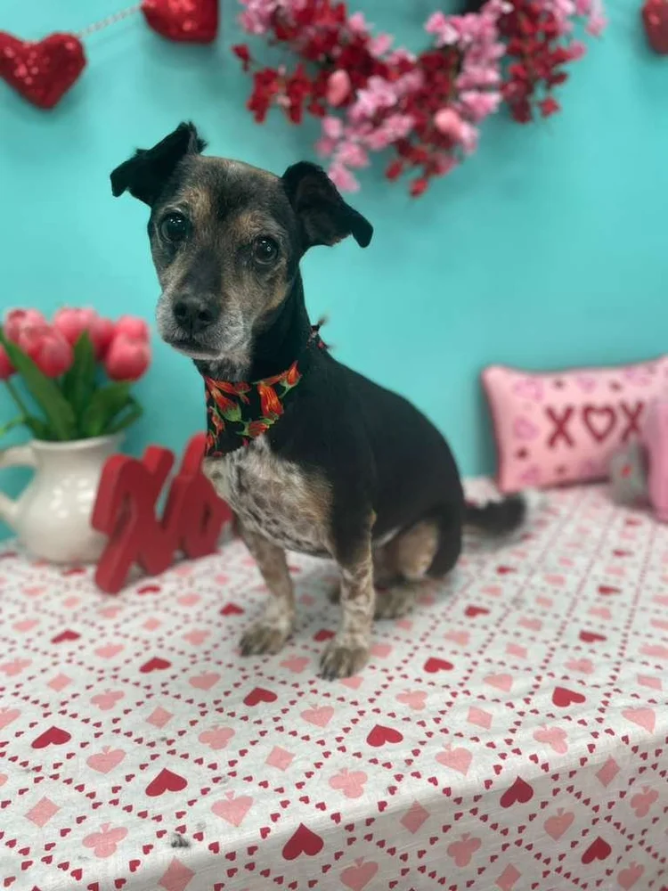Groomed dog at Pacino's Pet Pantry & Spa