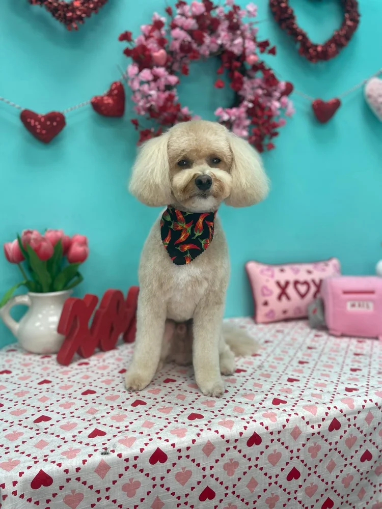 Groomed dog at Pacino's Pet Pantry & Spa