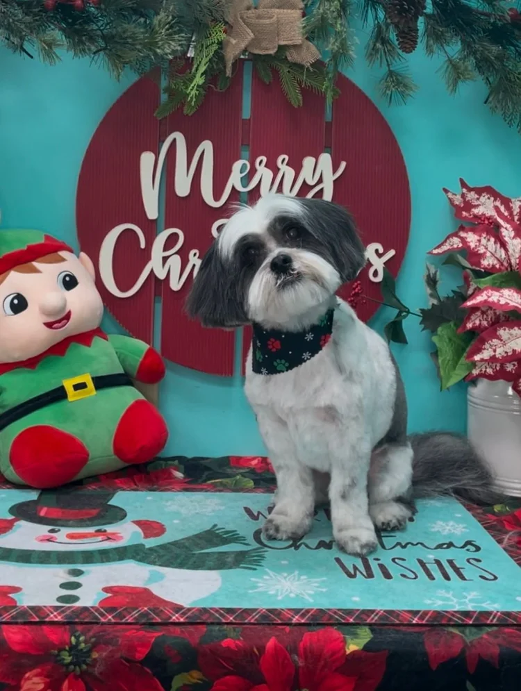 Groomed dog at Pacino's Pet Pantry & Spa