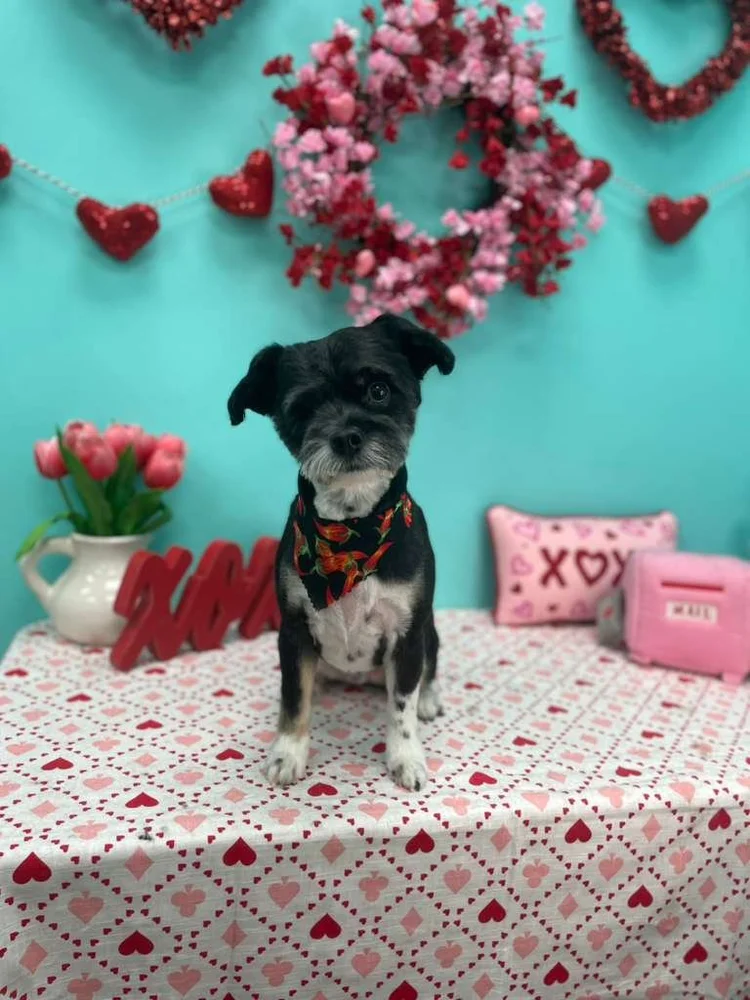 Groomed dog at Pacino's Pet Pantry & Spa
