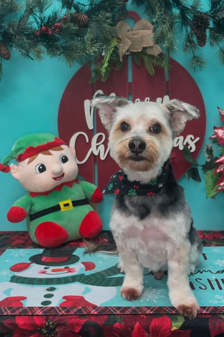 Groomed dog at Pacino's Pet Pantry & Spa