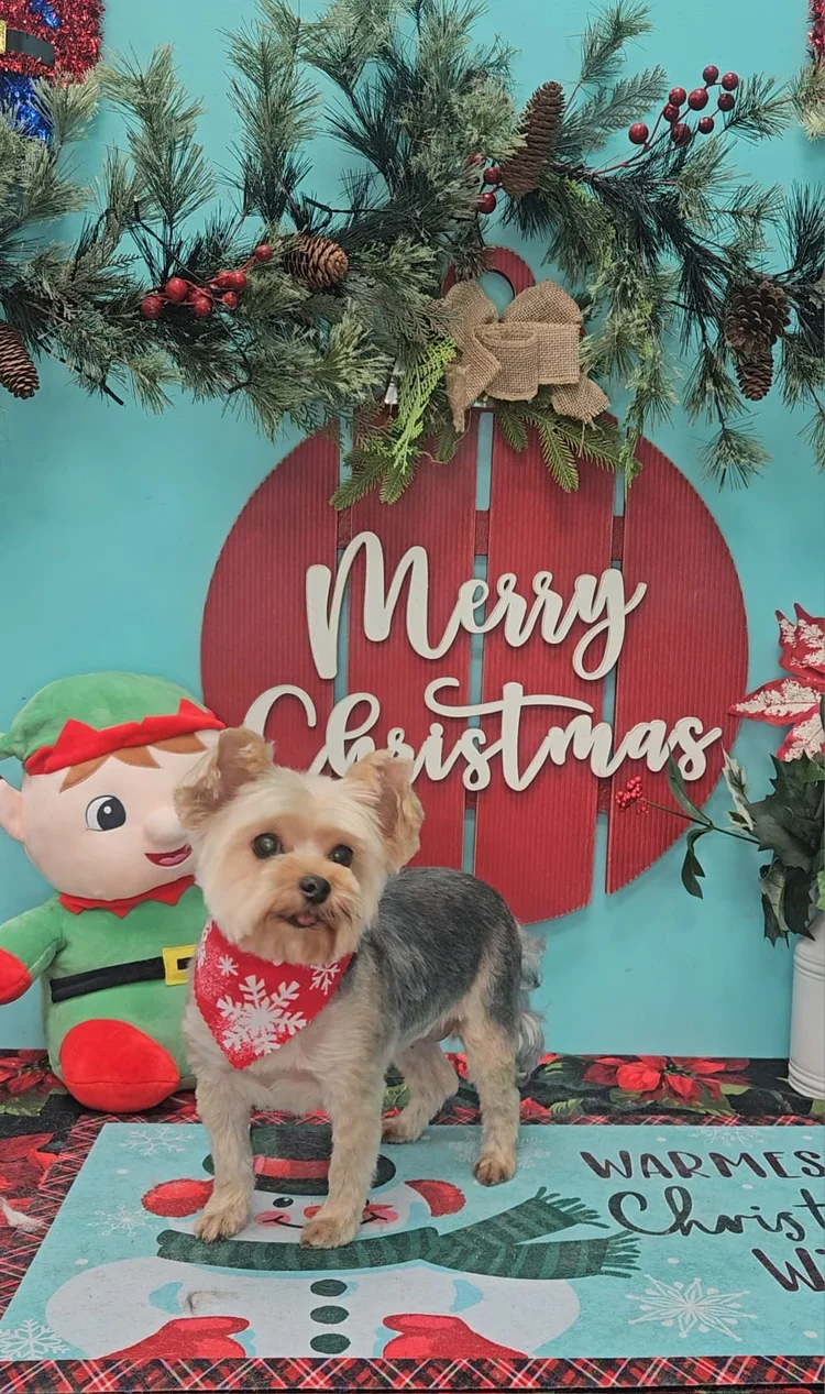Groomed dog at Pacino's Pet Pantry & Spa