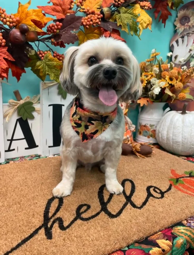 Groomed dog at Pacino's Pet Pantry & Spa