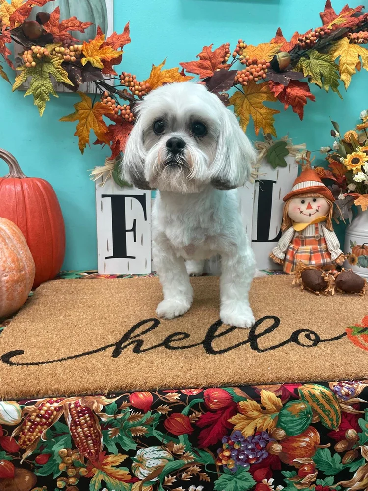 Groomed dog at Pacino's Pet Pantry & Spa