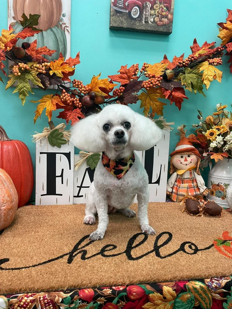 Groomed dog at Pacino's Pet Pantry & Spa