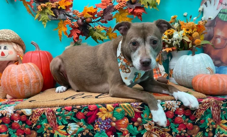 Groomed dog at Pacino's Pet Pantry & Spa