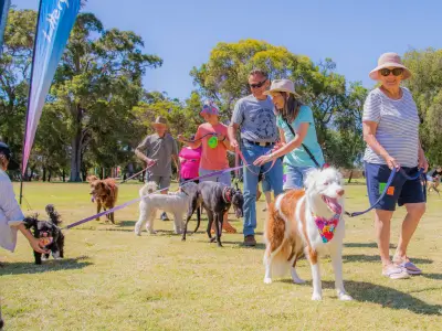 Dog's Day Out