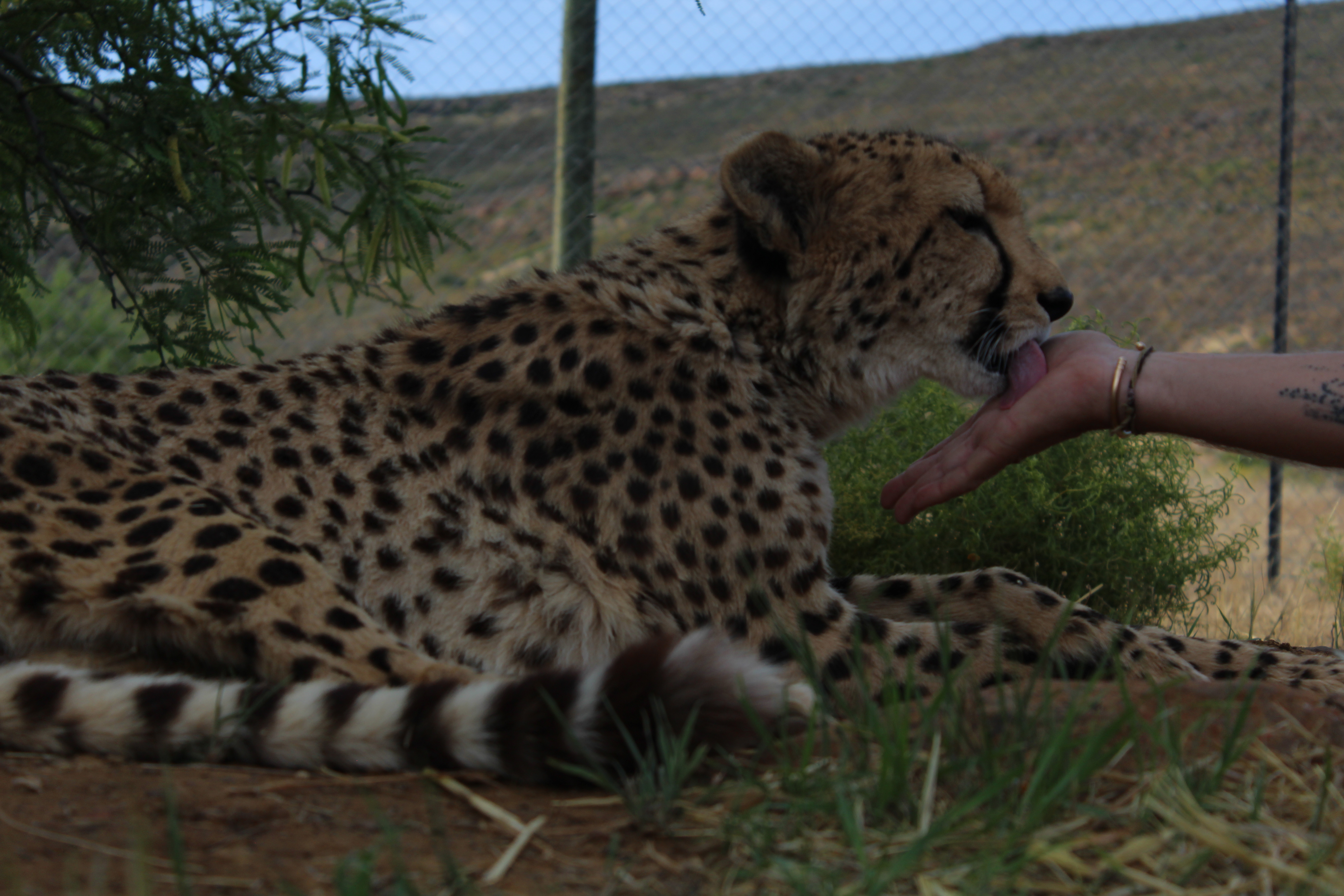Cheetah encounter experience in a private reserve setting.