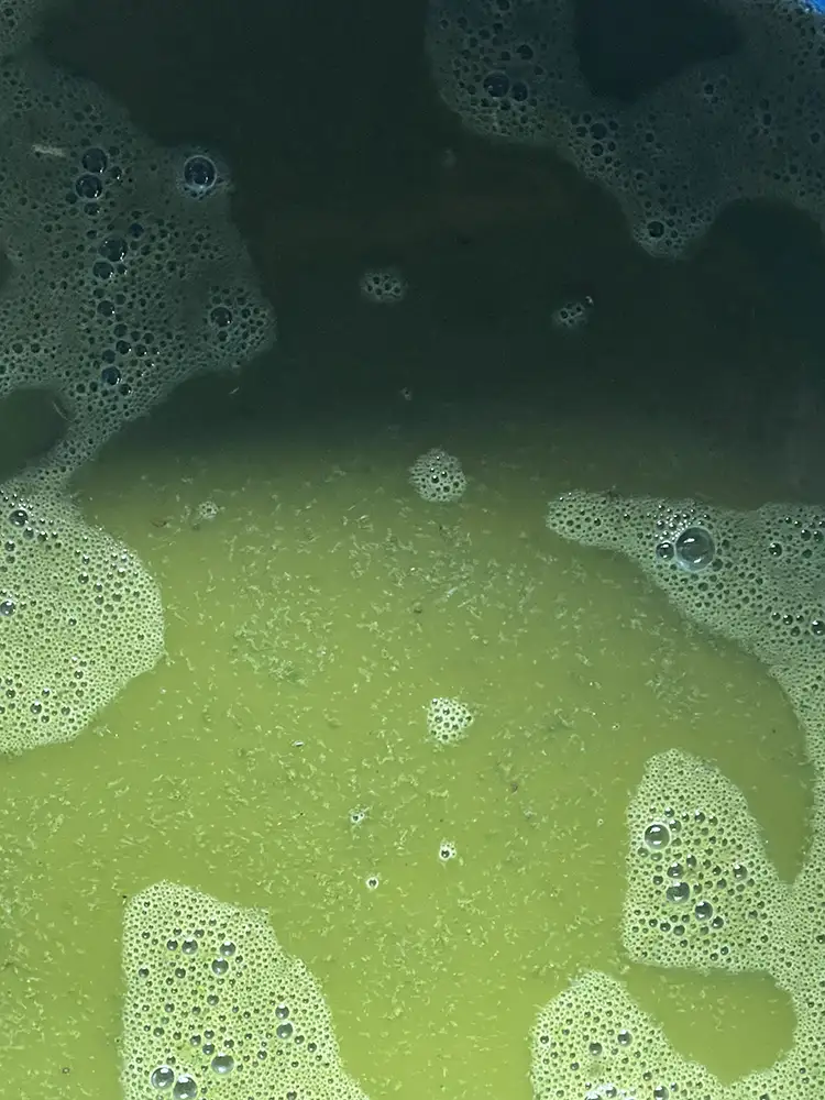 Fresh ayahuasca vine