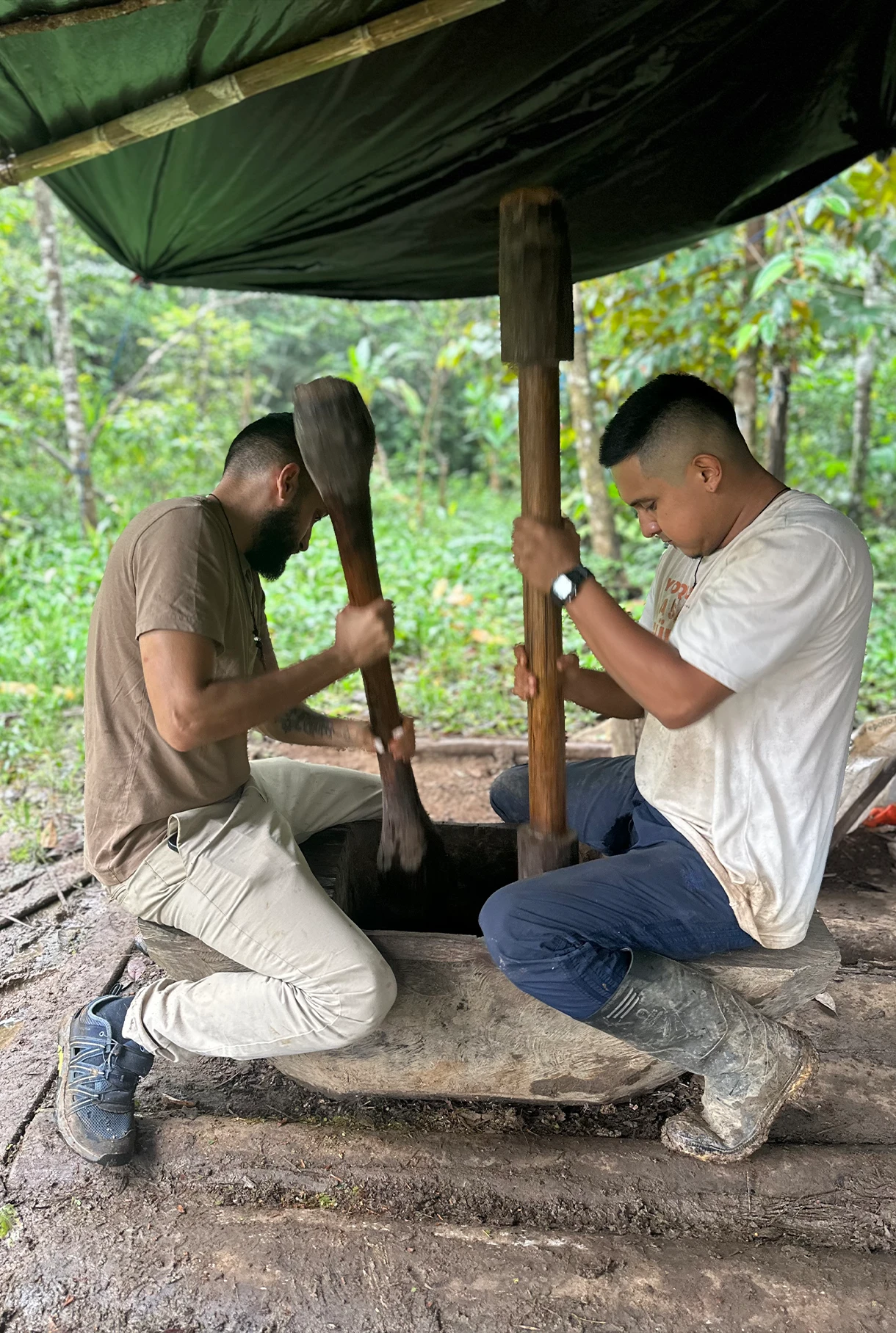 Smashing ayahuasca vine with wooden mallet, Camsá tradition Putumayo Colombia