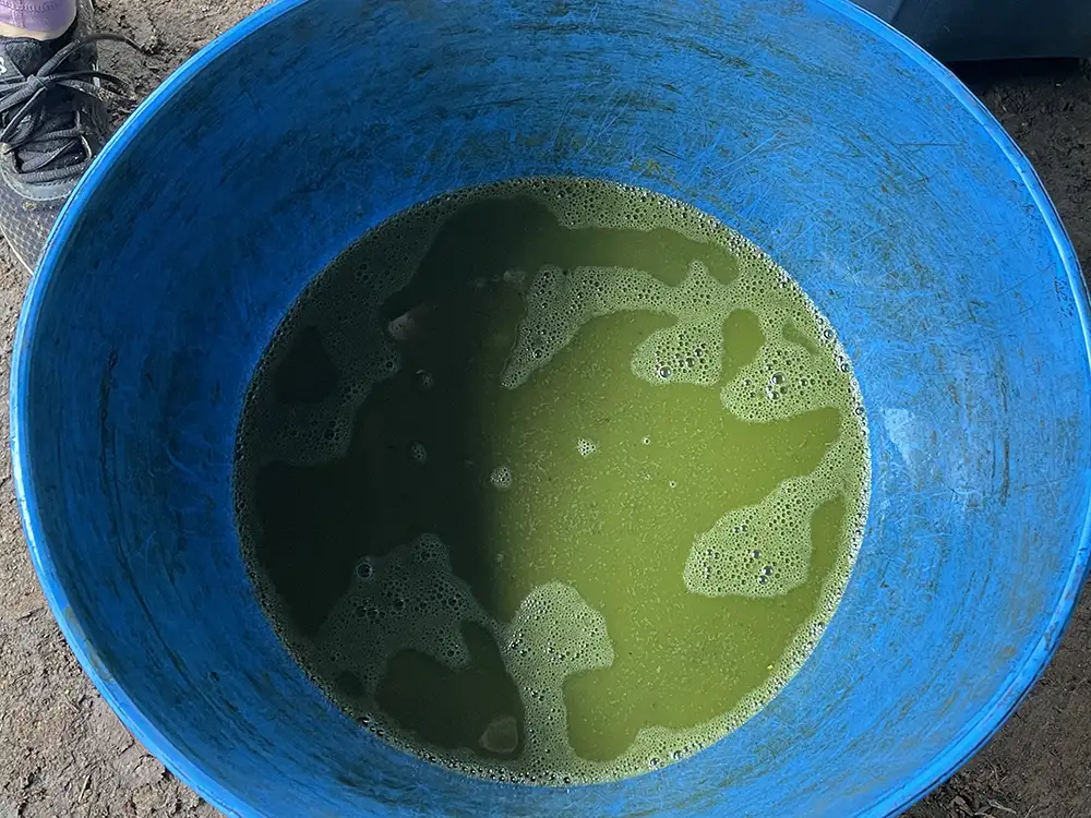 Fresh Crudo ayahuasca plant juice at MahaDevi retreat Colombia