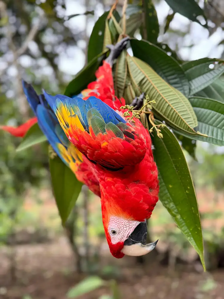 Scarlet macaw in the Putumayo jungle, spirit bird of the Amazon and ayahuasca tradition