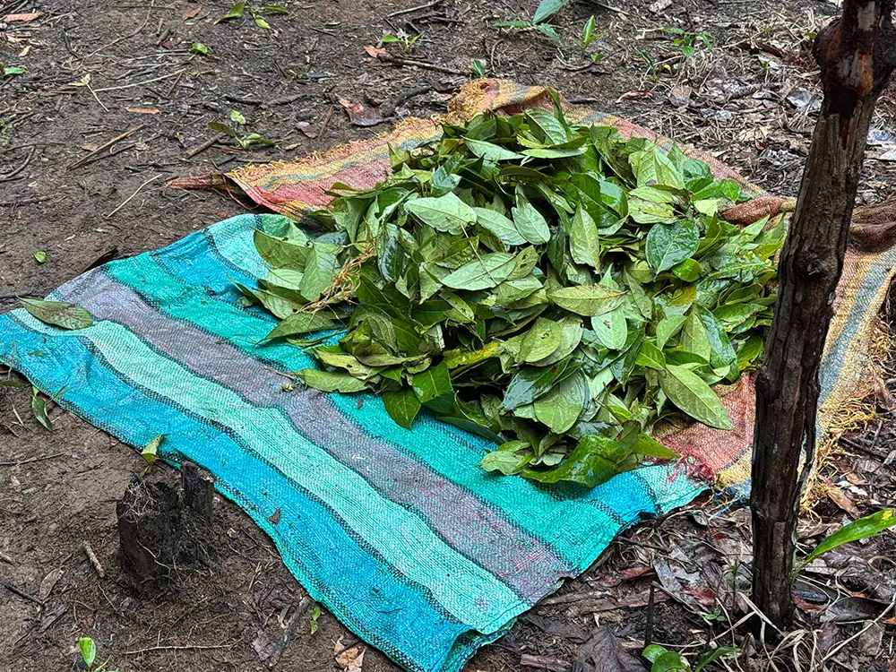 Fresh chacruna leaves on a woven tarp, prepared by hand for Crudo ayahuasca in the Camsá tradition, Putumayo Colombia