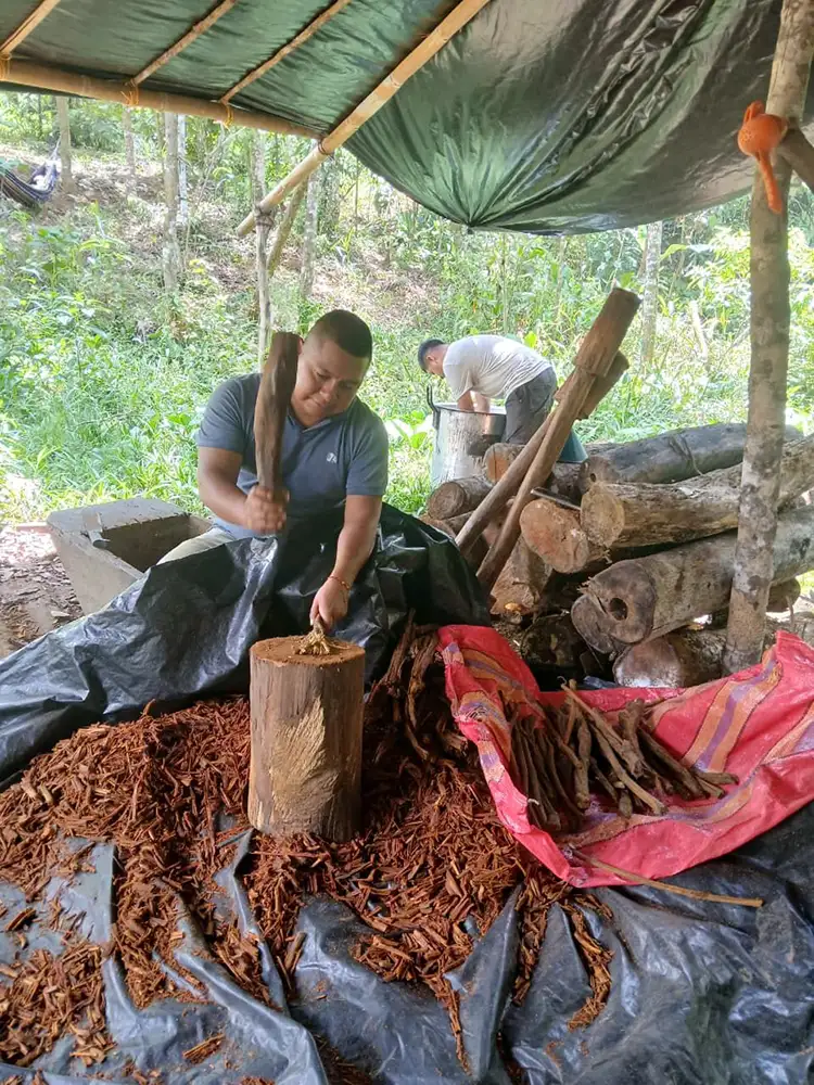 Taita Miguel Mavisoy smashing the ayahuasca vine by hand during Crudo preparation at MahaDevi retreat, Putumayo Colombia
