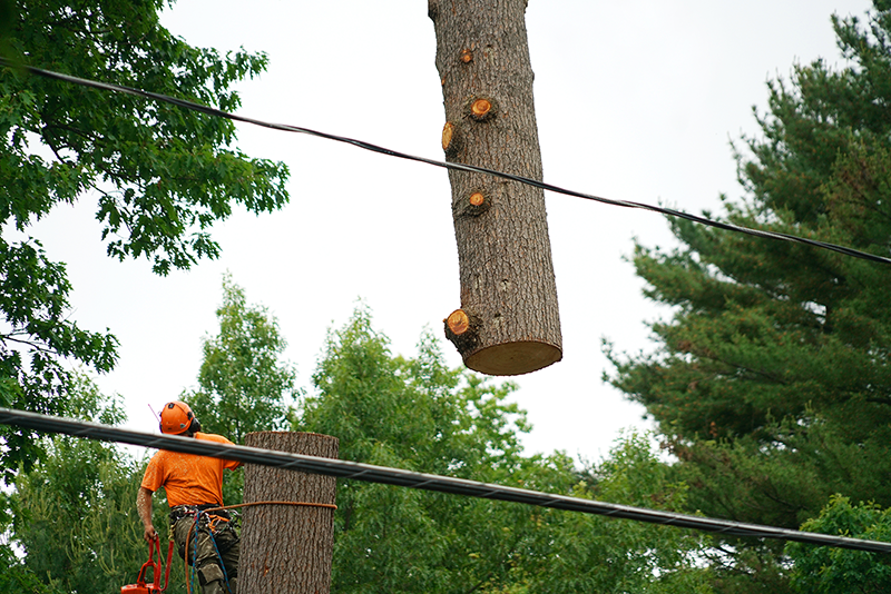 tree service jackson michigan