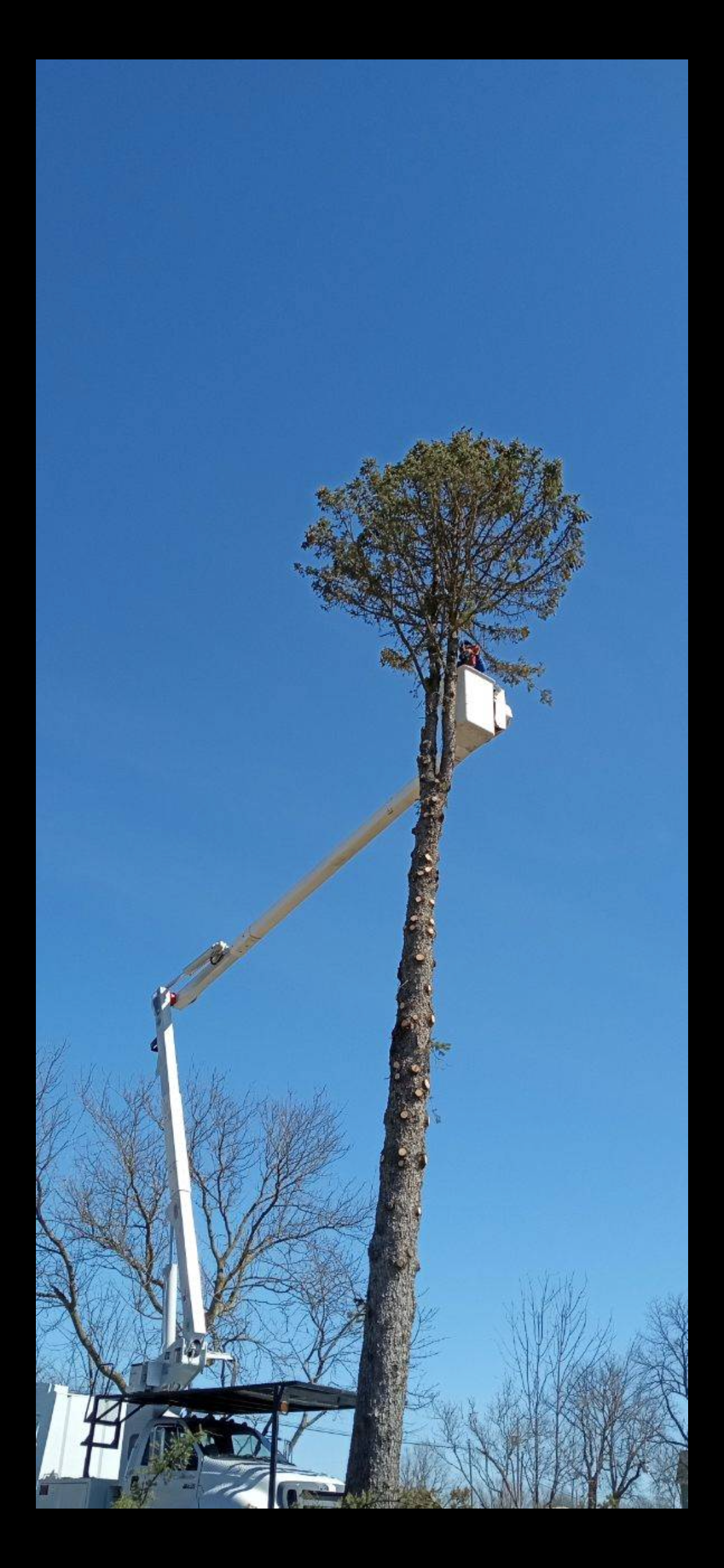 tree service jackson michigan