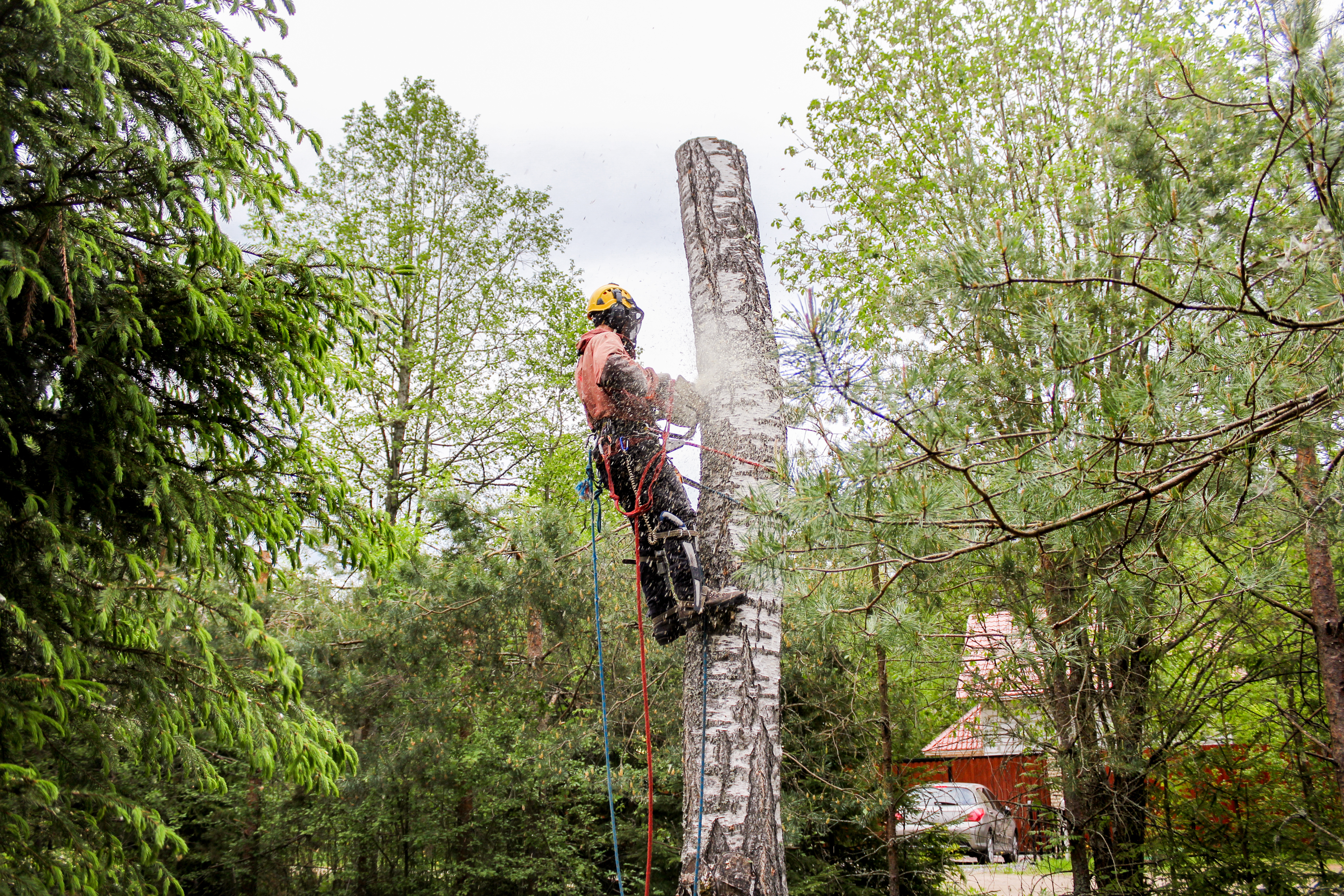 Tree Service Jackson