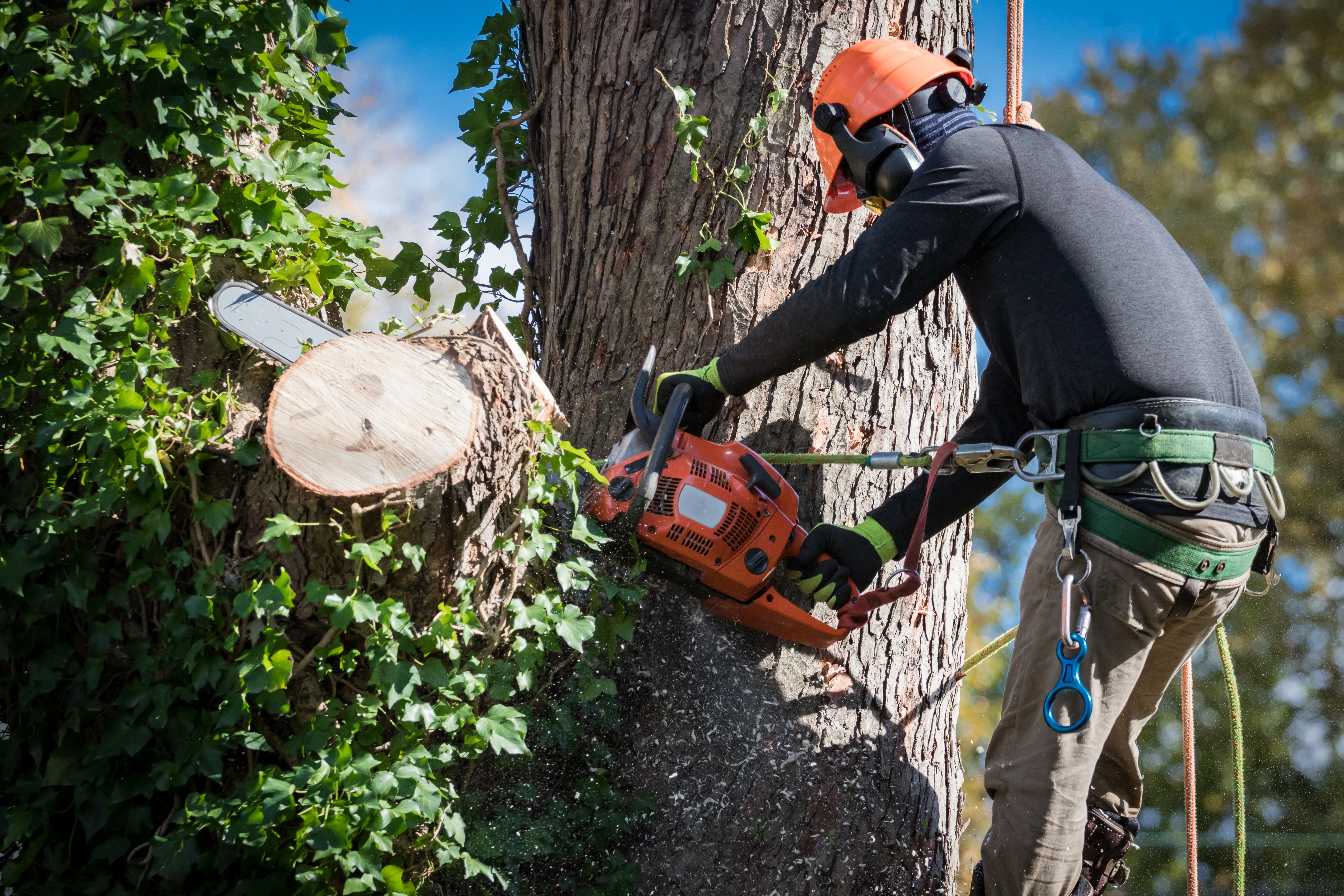 Tree Service Jackson