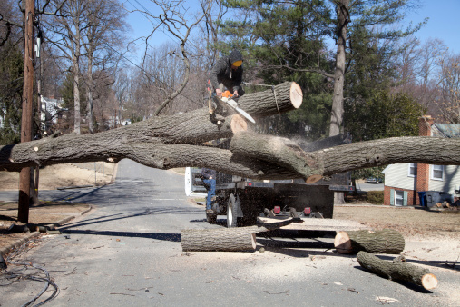 Tree Removal Jackson