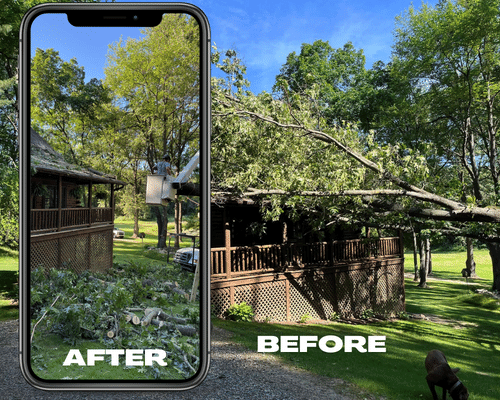 Tree Service Jackson Michigan