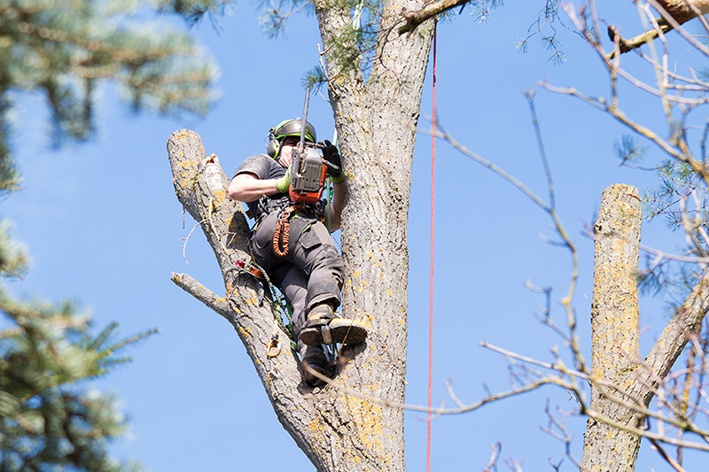 tree service jackson michigan