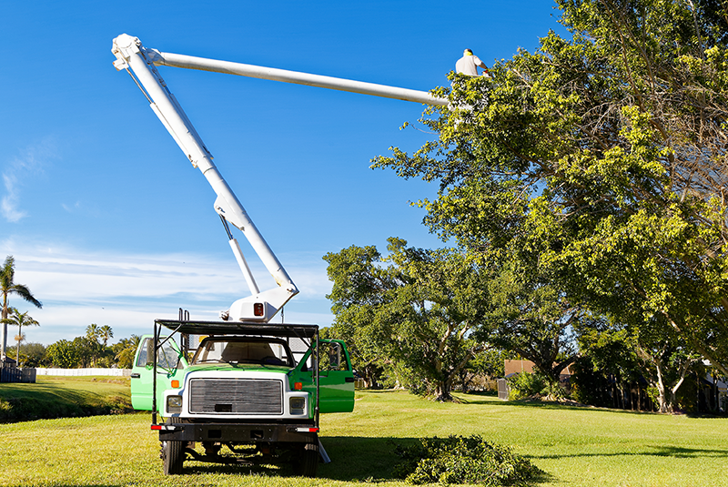 tree service jackson michigan