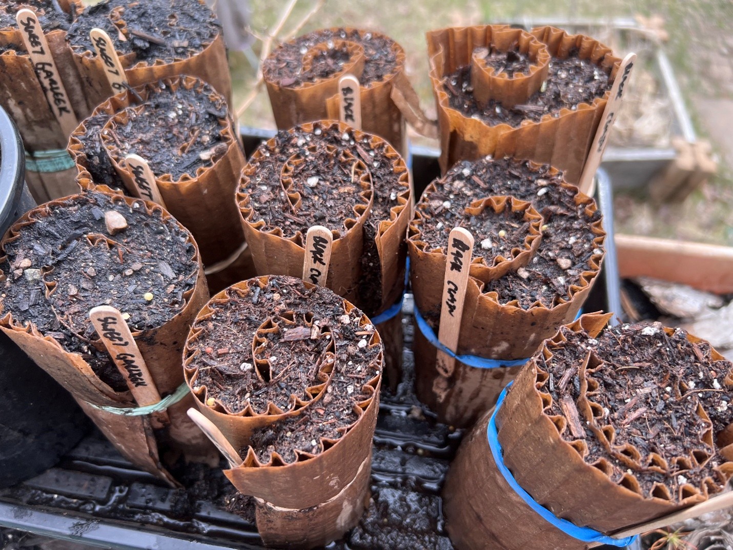 Seeding Snails 2 Seeding Snails 2