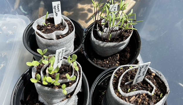 Seeding Snails 1 Seeding Snails 1