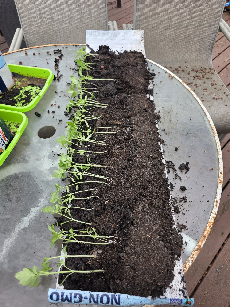 Seedlings Seedlings