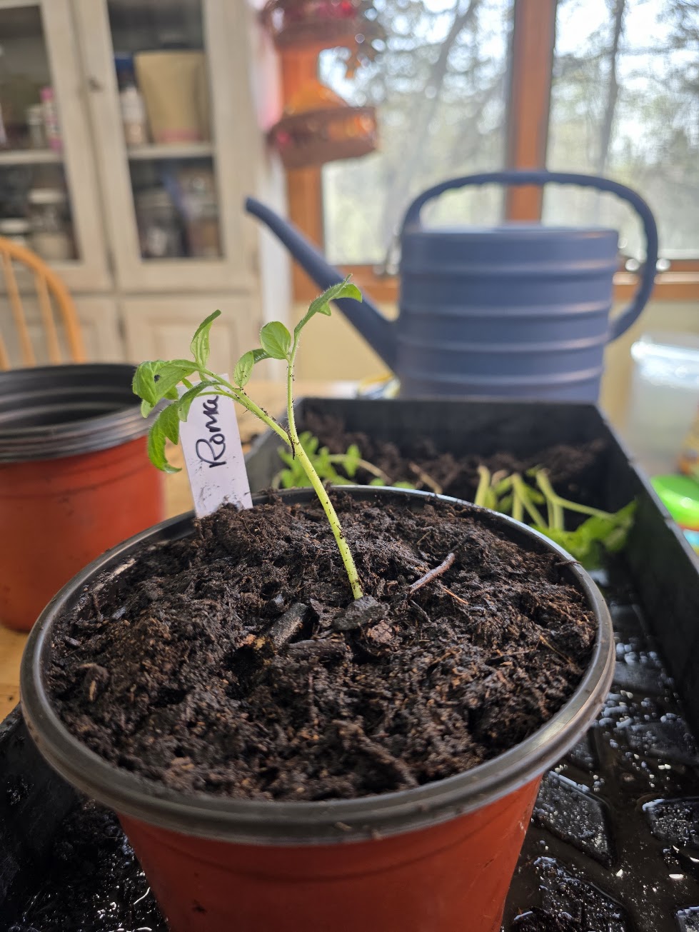 Potting Potting