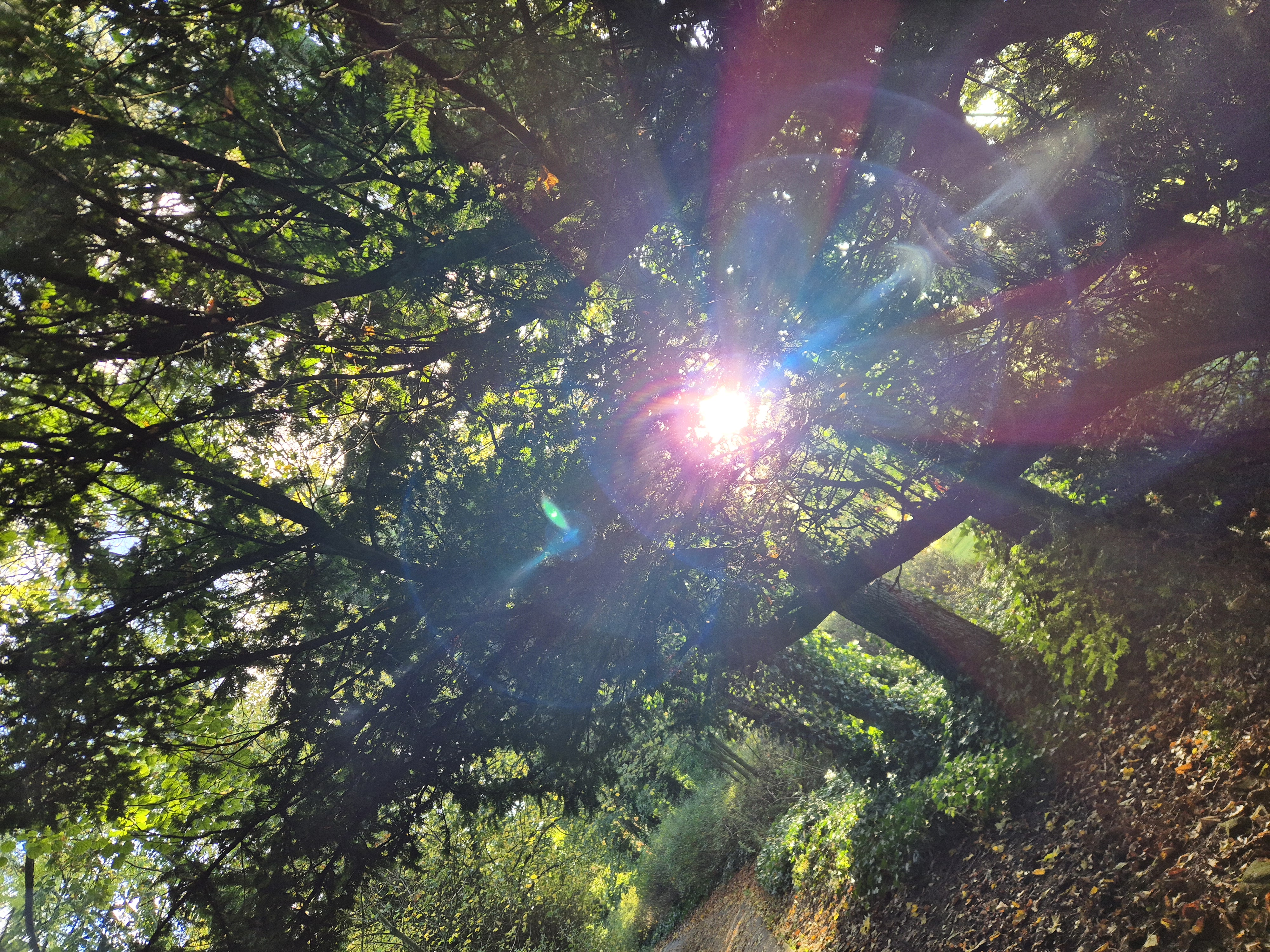 sunlight and nature sunlight and nature