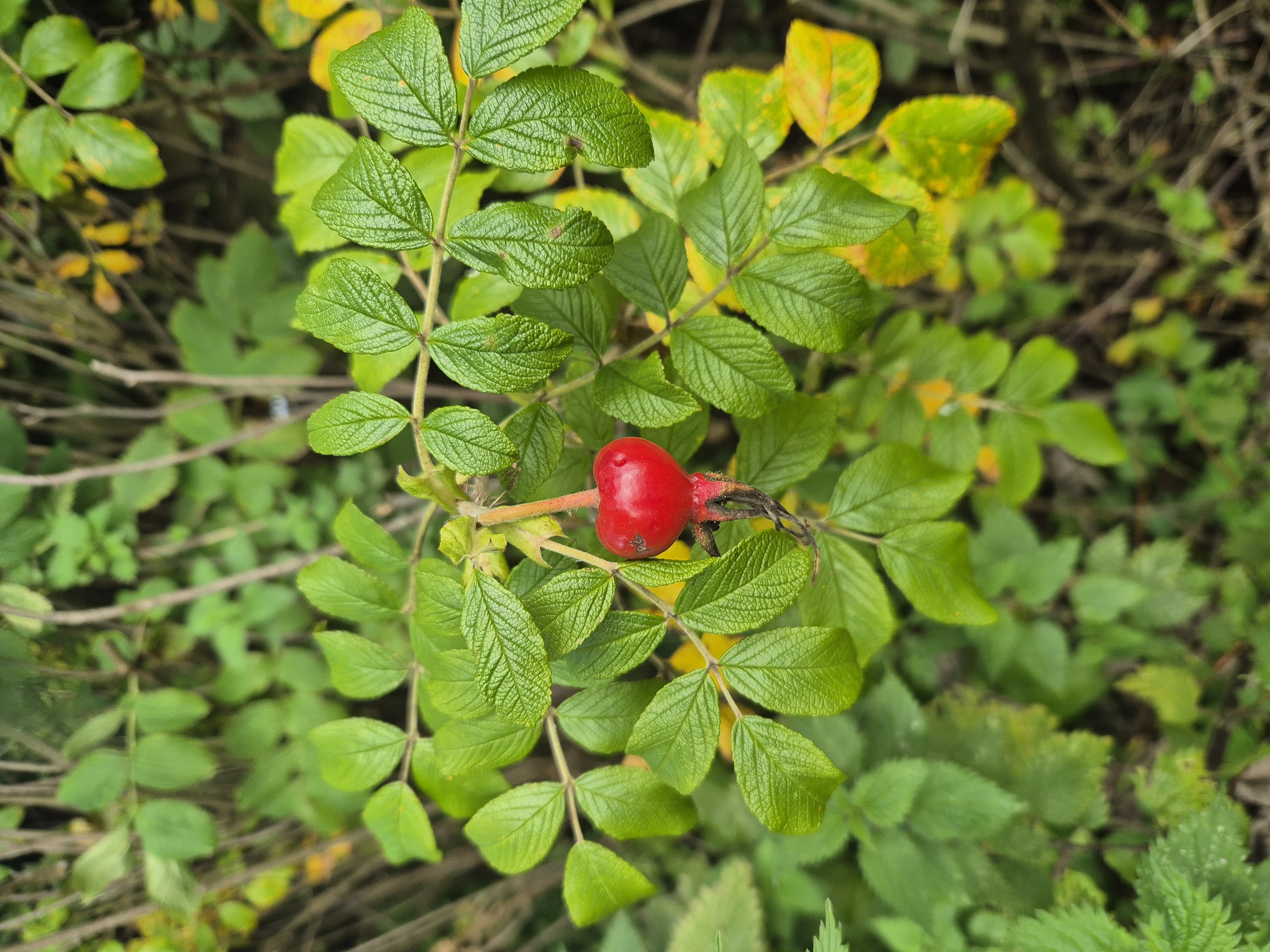 dog rose hip dog rose hip
