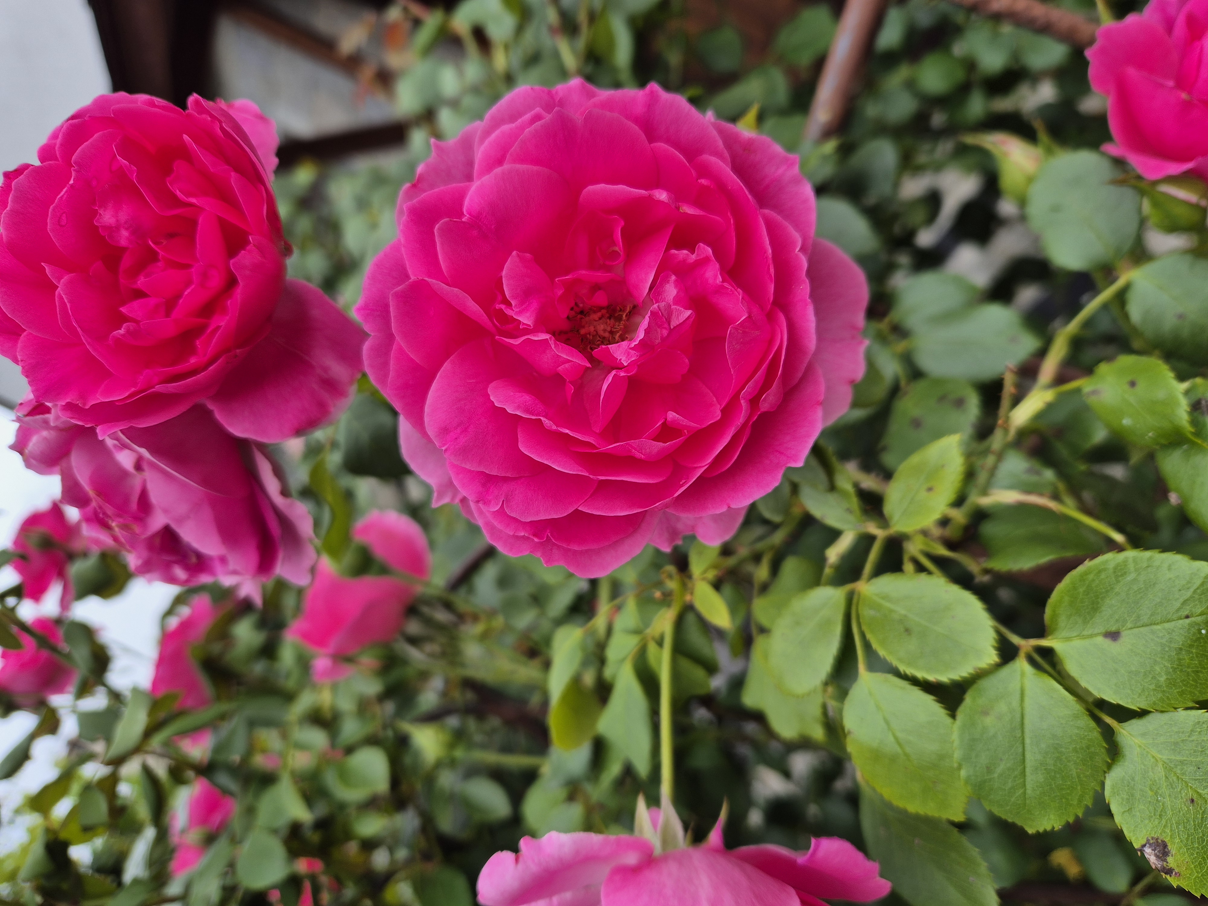 rose rose