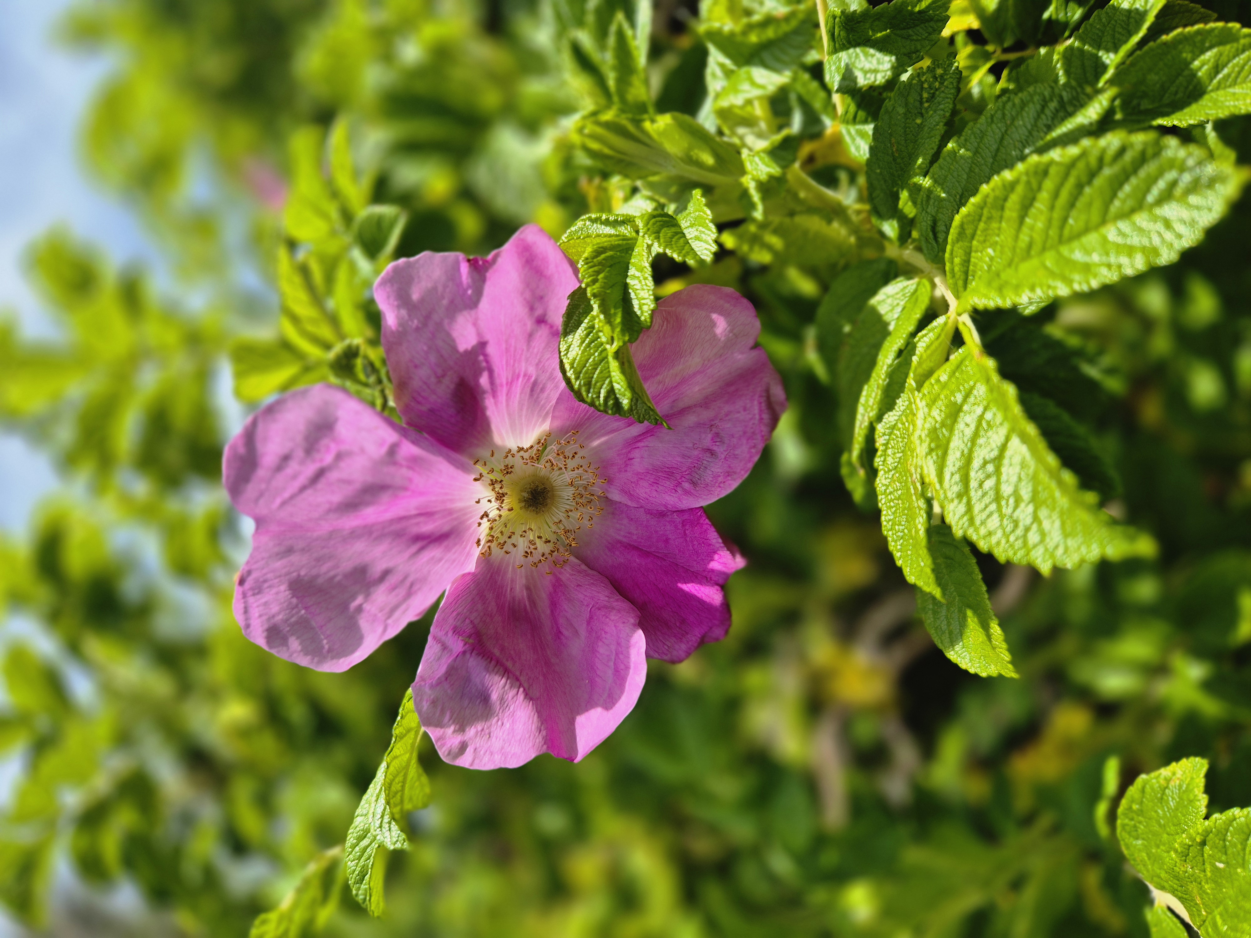 dog rose flower dog rose flower
