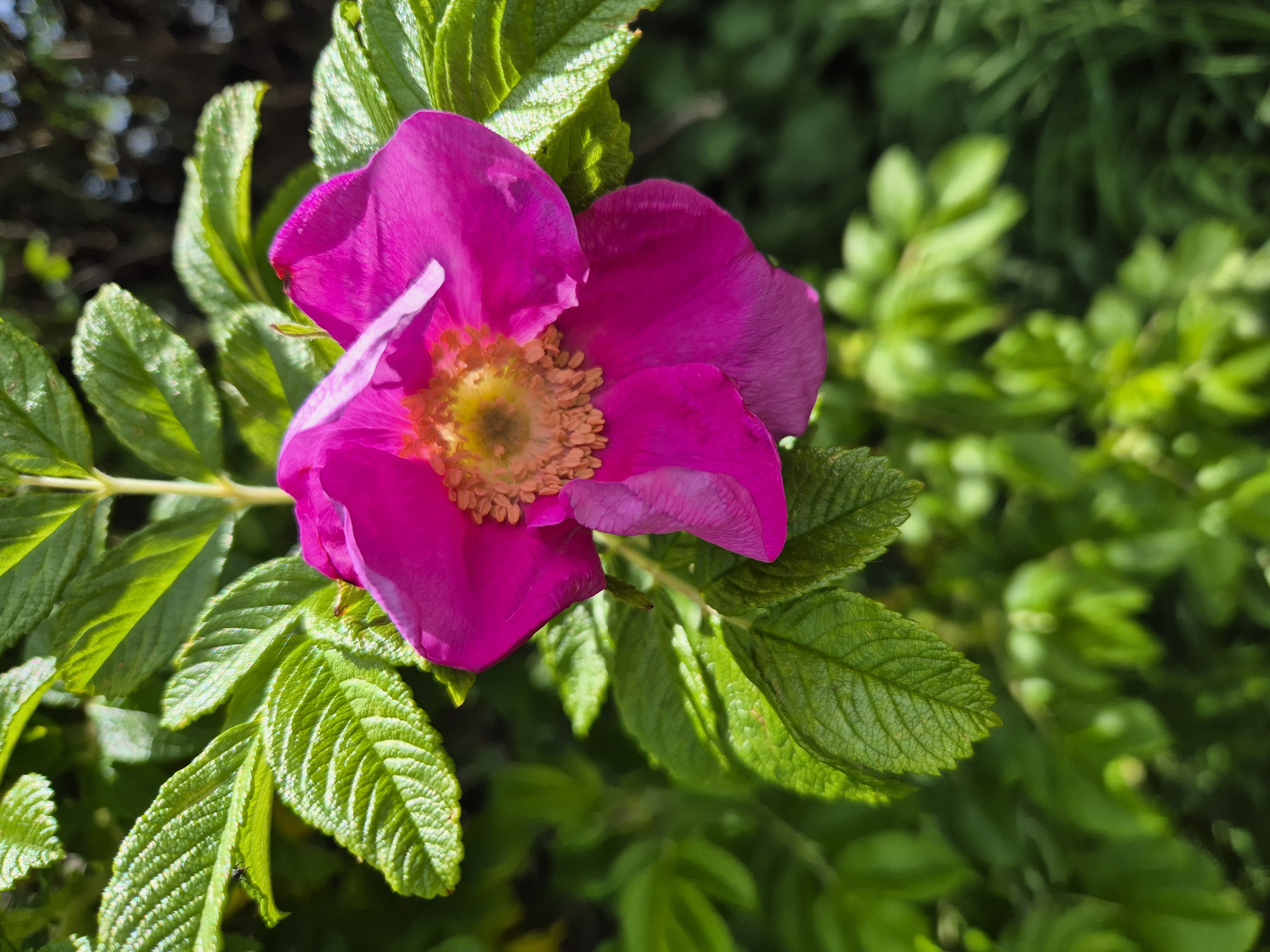 Dog Rose Dog Rose