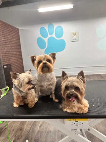 Full Dog Groom Brookston