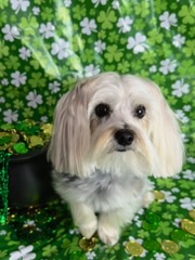 Dog Ear Cleaning Brookston