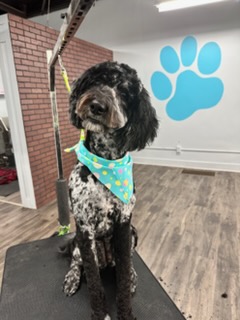 Dog Nail Trim Brookston