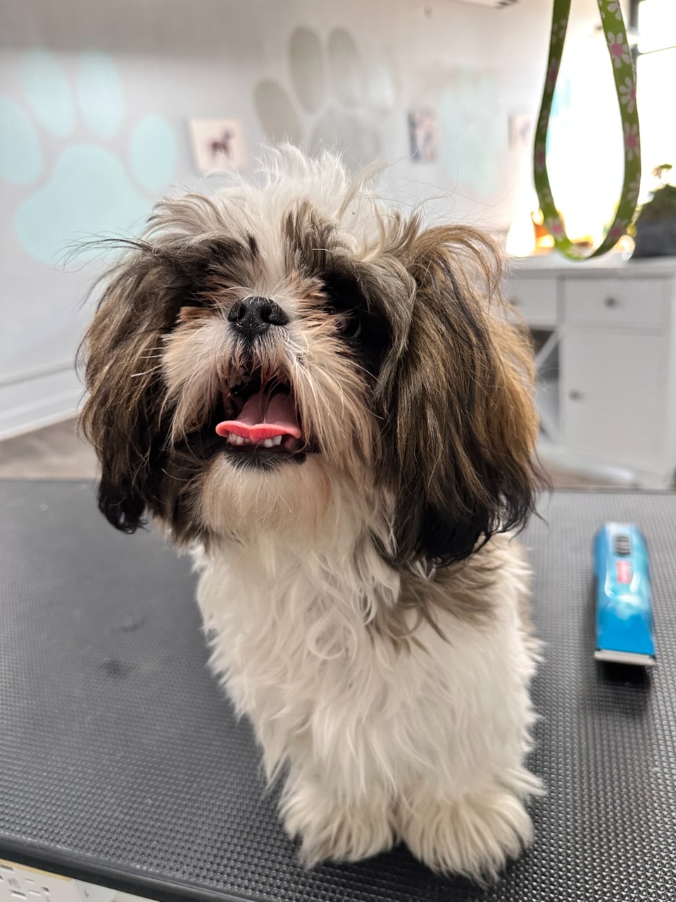 Dog Nail Trim Brookston