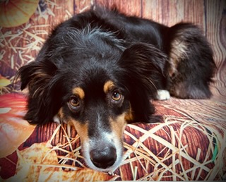 Lafayette Gland Expression