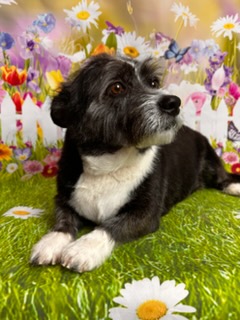 West Lafayette Full Dog Groom