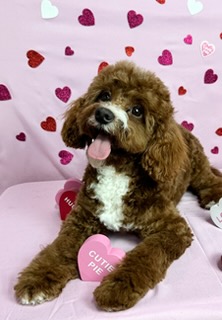 Full Dog Groom Brookston