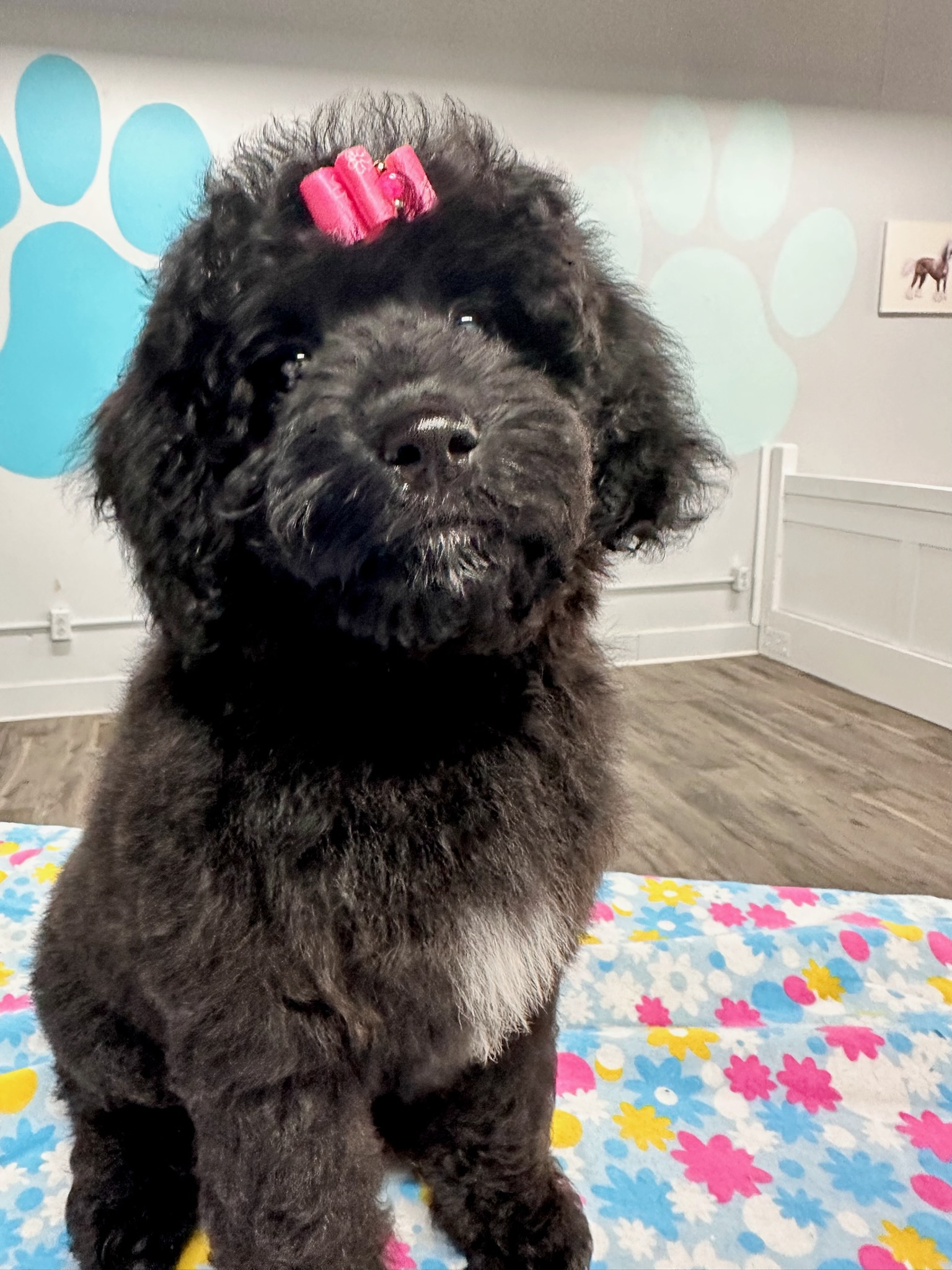 Lafayette Full Dog Groom